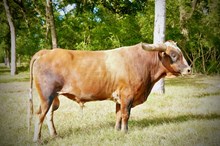 High Plains Drifter BCR 280