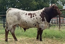 OCC Rebel’s Rampage