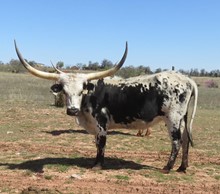 RED'S RODEO QUEEN 82/7