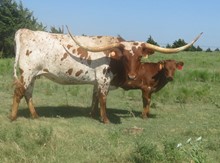 RODEO IN A BOX 54/7