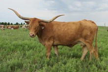 TEMPTING COWGIRL