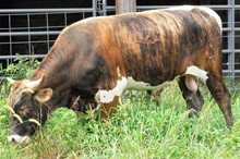 Swahili/Rende bullcalf