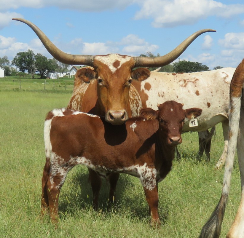 Cattle for Sale Oklahoma & Texas Longhorn Investments Semkin Longhorns