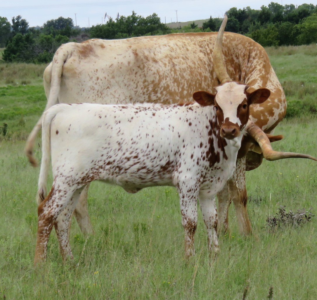 Cattle for Sale Oklahoma & Texas Longhorn Investments Semkin Longhorns