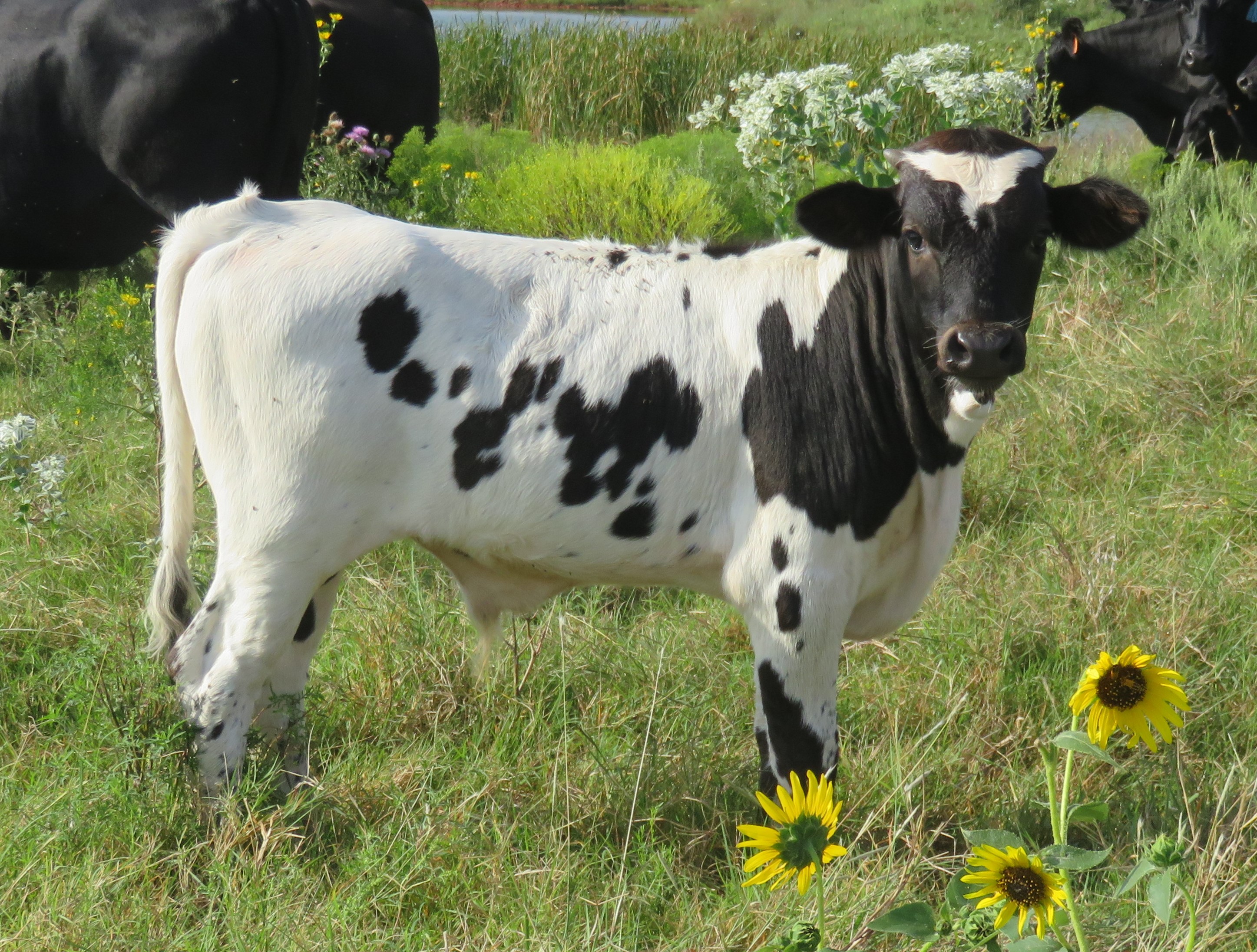 Cattle for Sale Oklahoma & Texas Longhorn Investments Semkin Longhorns