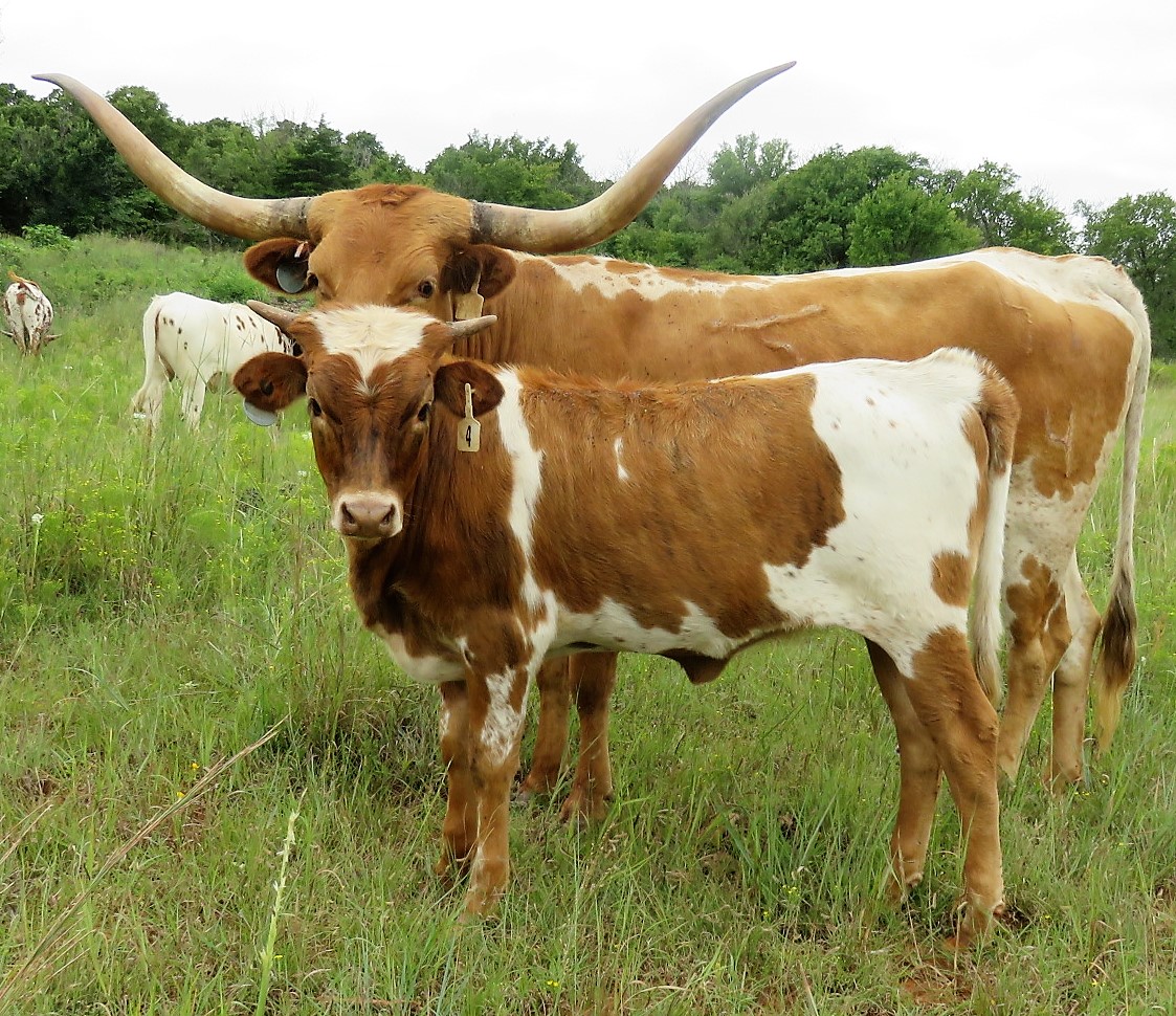 Cattle for Sale Oklahoma & Texas Longhorn Investments Semkin Longhorns