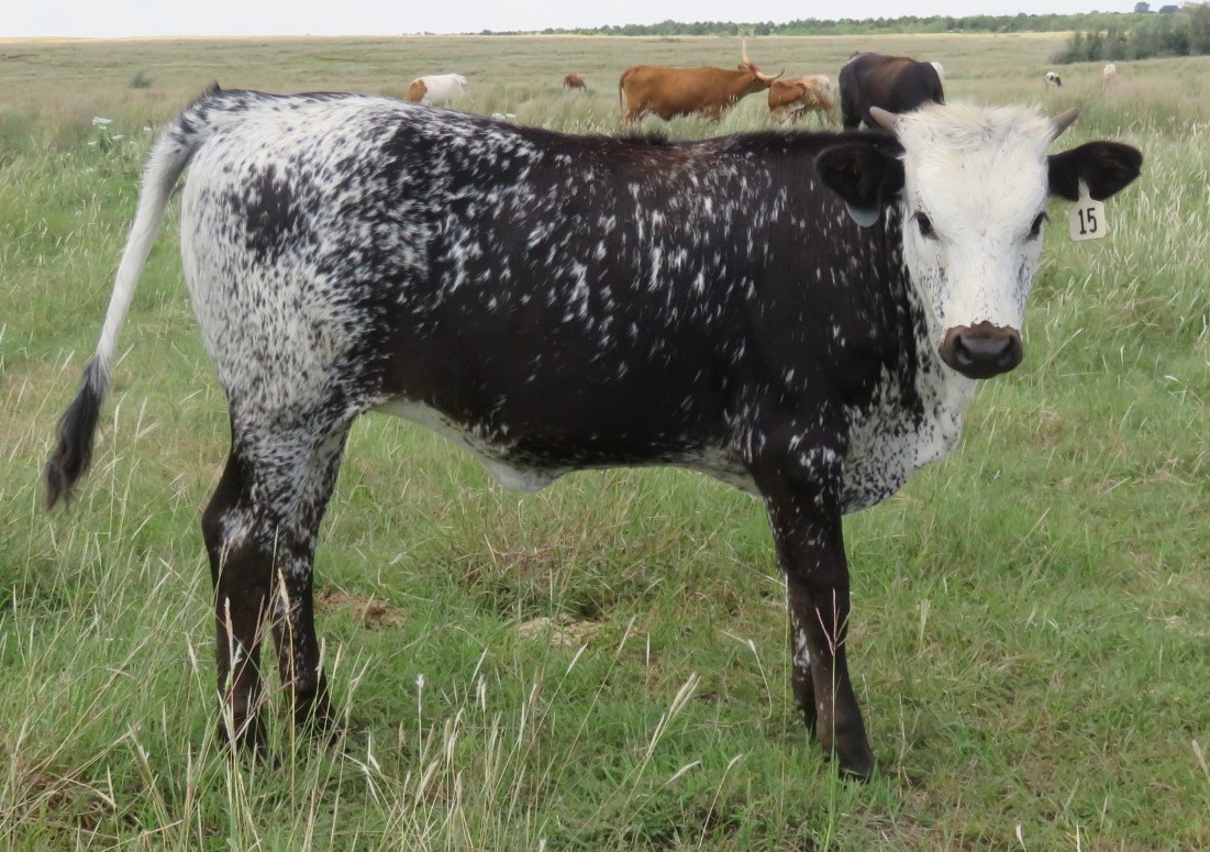 Cattle for Sale Oklahoma & Texas Longhorn Investments Semkin Longhorns