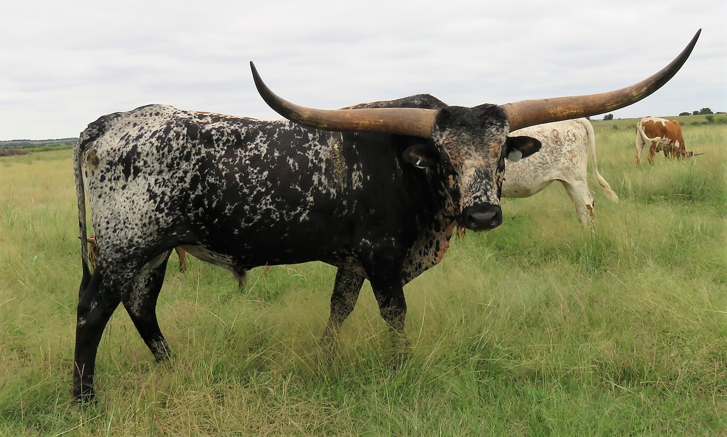 Cattle for Sale Oklahoma & Texas Longhorn Investments | Semkin Longhorns