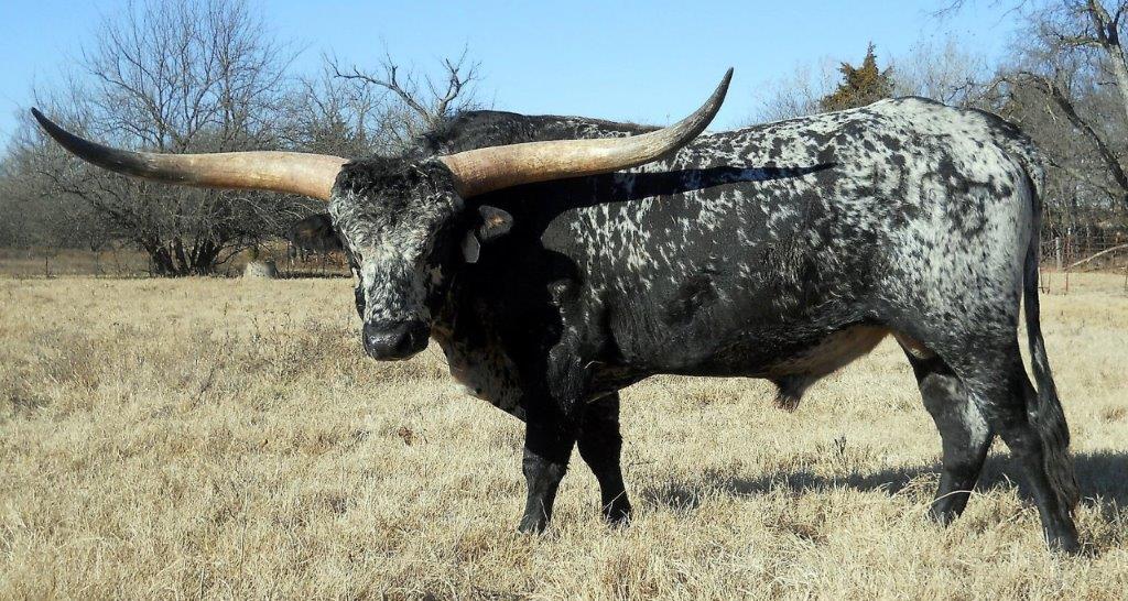 Cattle for Sale Oklahoma & Texas Longhorn Investments Semkin Longhorns